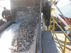 Cargando sardinas en un camión de la empresa Camanchaca.