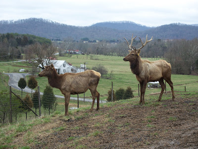 elk dee samson ruth sarah watching