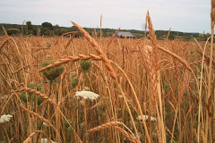 Golden Waves of Wheat