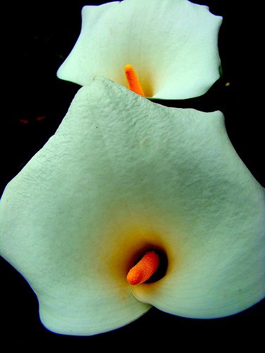 [2425174701_563b66f5a8.jpg]