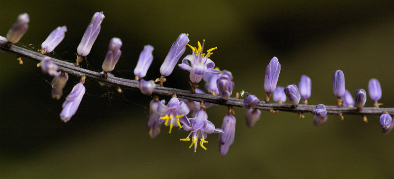 [Cordyline-stricta-02.jpg]