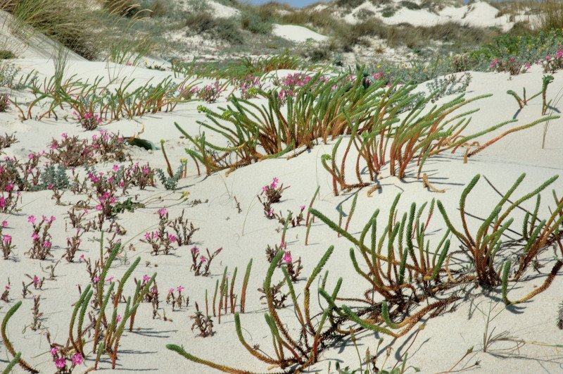 [Euphorbia-Silene.jpg]