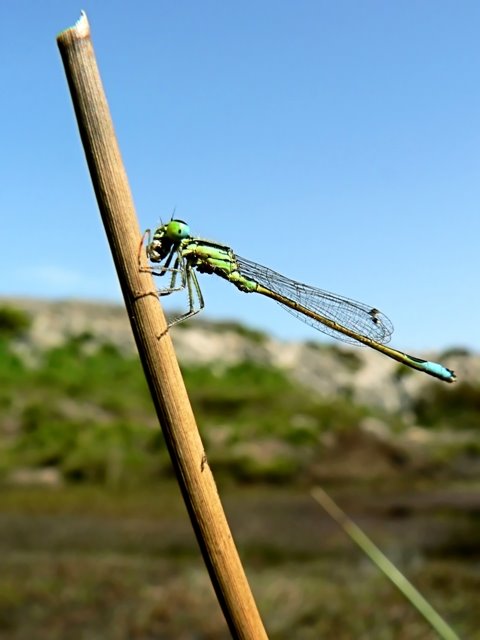 [DC82+-+Ischnura+elegans.jpg]