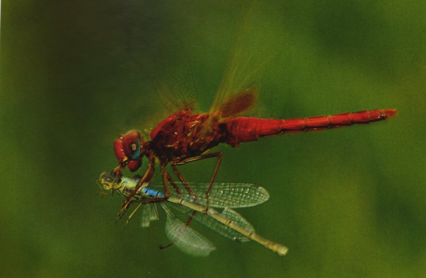 [Libelula_apanha_libelinha.jpg]