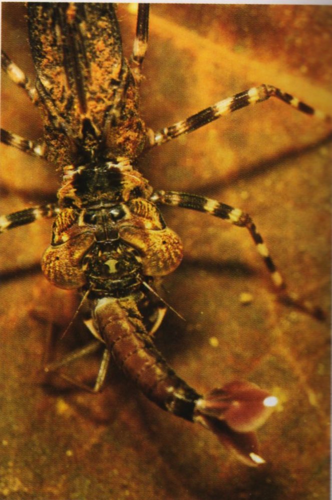 [libelula_come_libelinha.jpg]