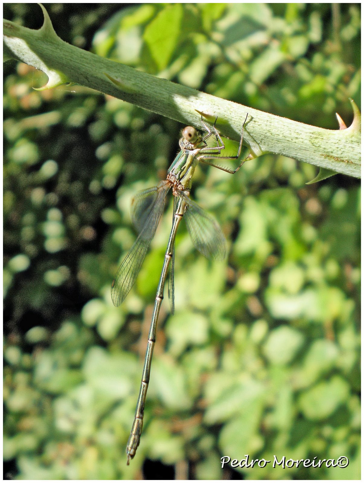 [Lestes_viridis.jpg]