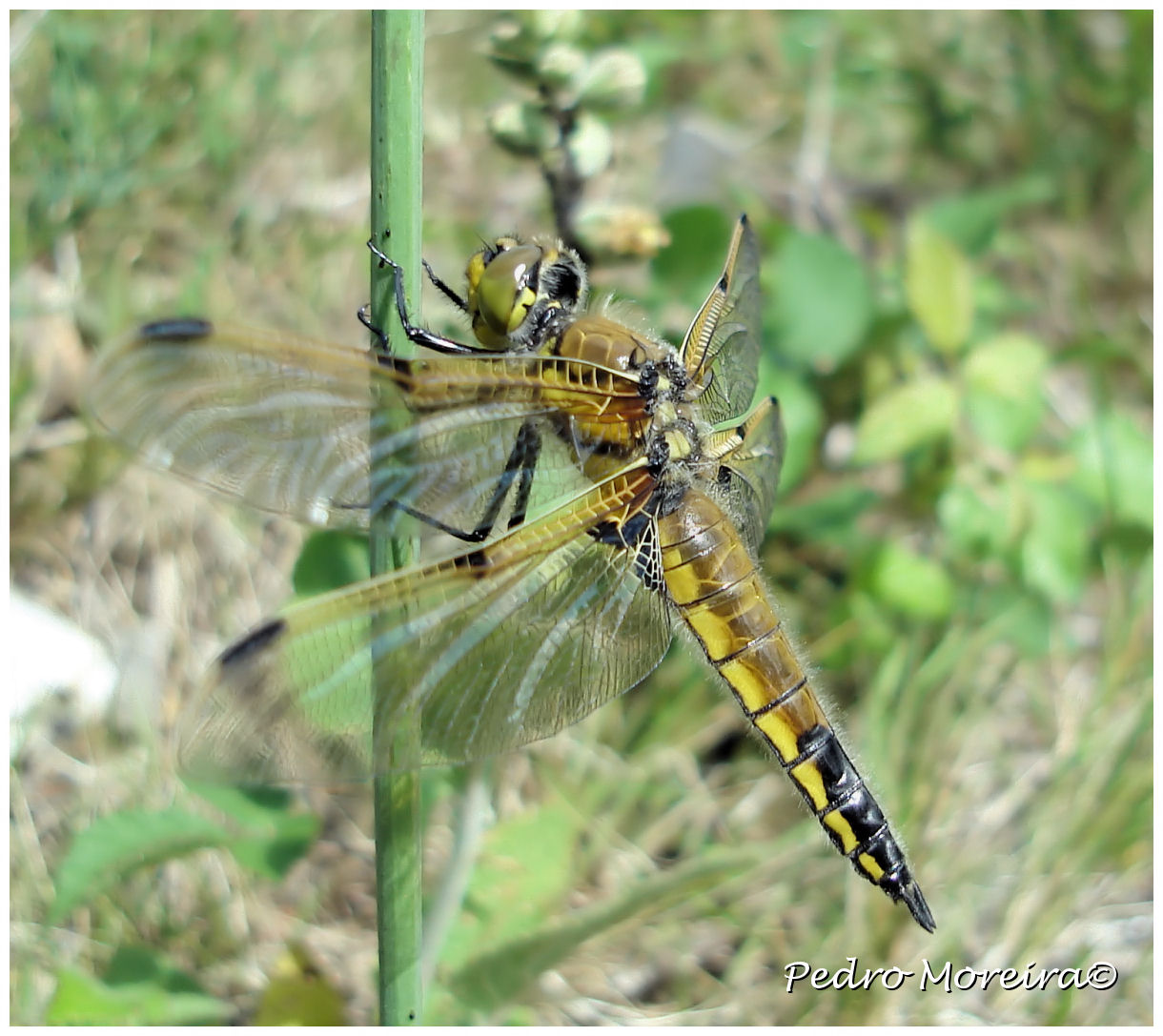 [Libelula_quadrimaculata.jpg]