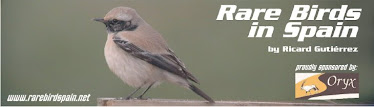 Rare Birds in Spain