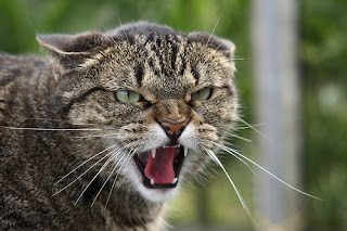 angry+cat.jpg