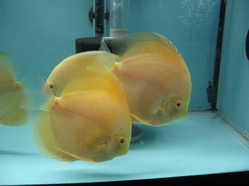 Discus: Mes Nouveaux Albino Millenium Gold