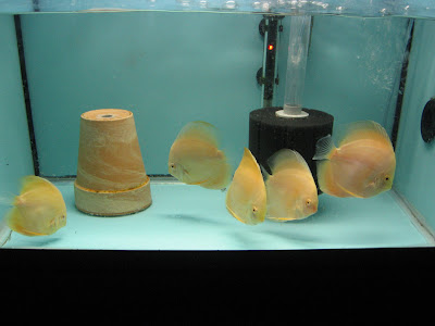 Discus: Mes Nouveaux Albino Millenium Gold