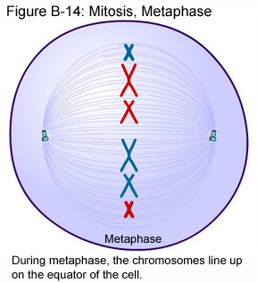 Equator on a Cell of DNA...