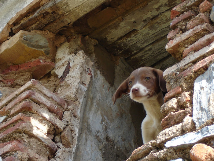 NUESTROS ANIMALES DOMÉSTICOS ( II )