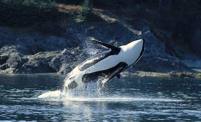 Killer whales orca