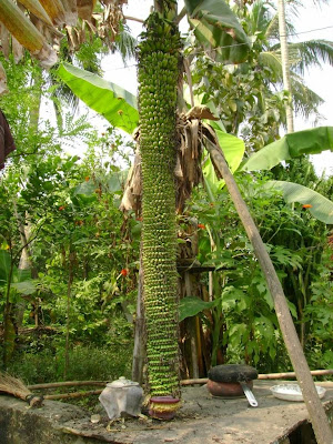 Longest banana tree