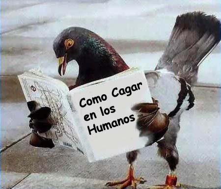 cafenets-humor-animal