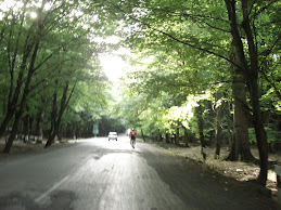 Cooling avenues of nut trees in the country