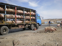Piggies off to market