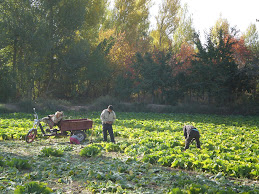Early morning lettuce harvest