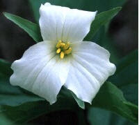 What Is A Trillium?