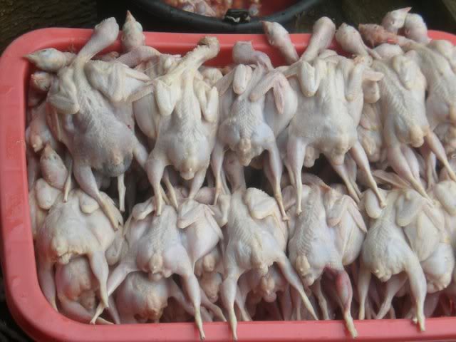 PELUANG USAHA DAGING PUYUH