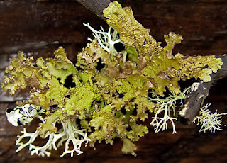 lichen on madrona branch, photo by Robin Atkins