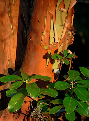 madrona tree bark and leaves, robert demar photography
