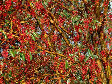 Madrona tree, berries, photo by Robert Demar