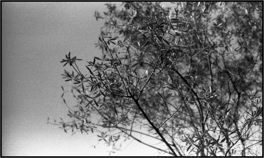 [conservatório+oliveira.jpg]