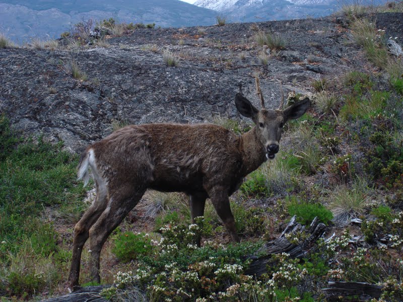 [Huemul.jpg]