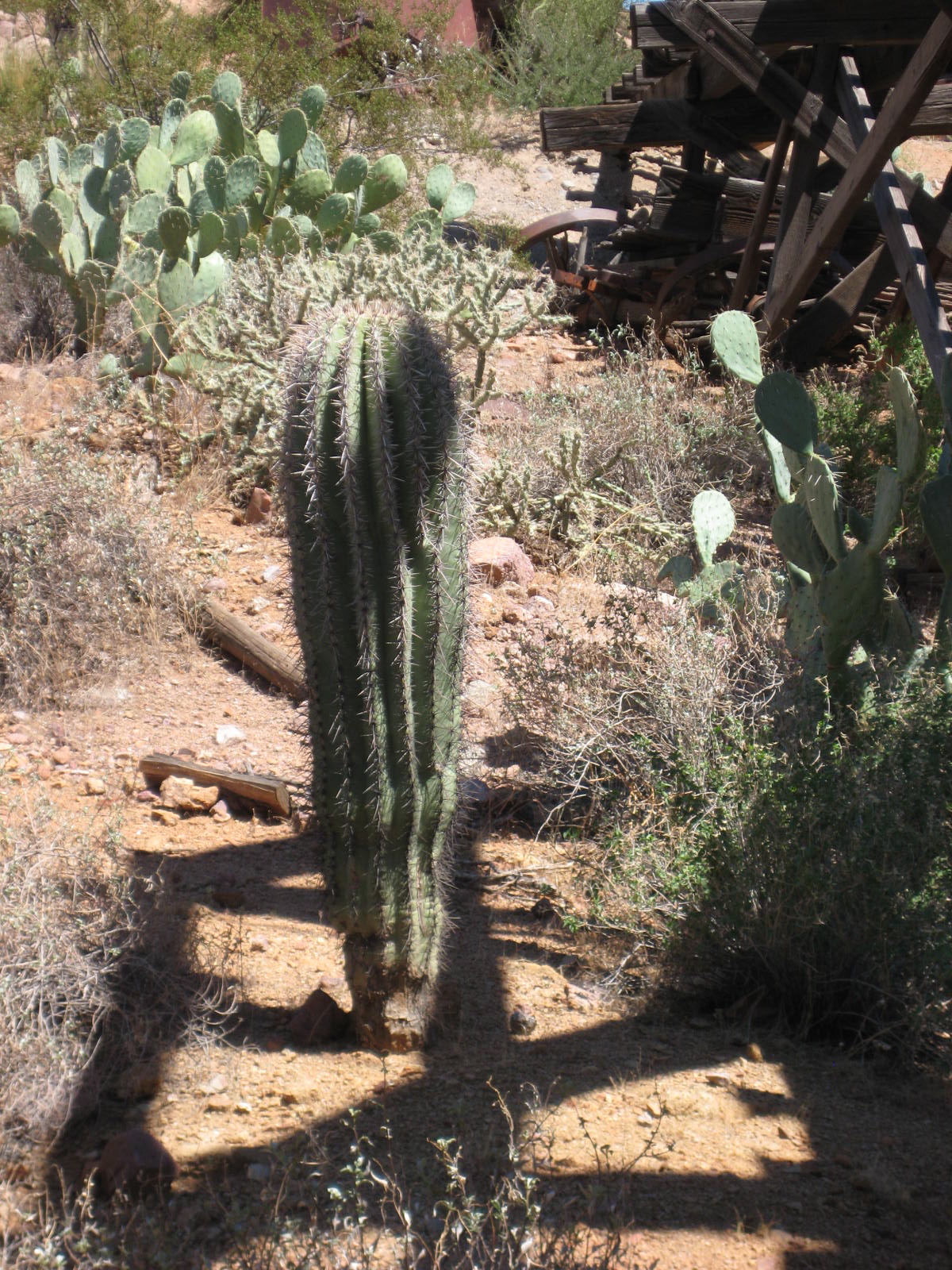 Average Growth Rate Of A Saguaro Cactus / But they won't grow much if