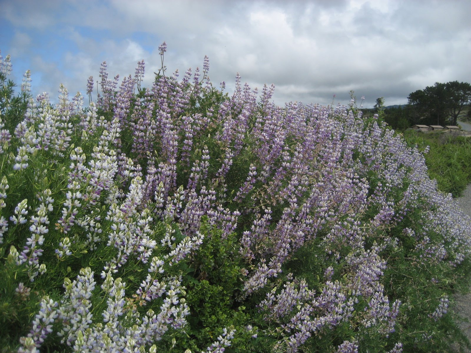 Daily Adventures: To be in Point Reyes