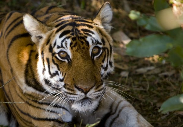 [sad_tiger_kanha_130.jpg]