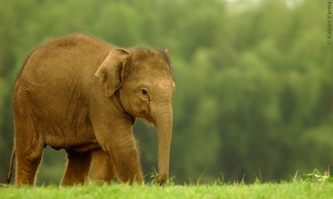 [elephant_calf_kabini_245.jpg]
