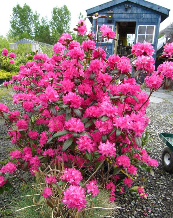 Baldwin Nurseries Perennials, shrubs, trees for Nova Scotia Gardeners