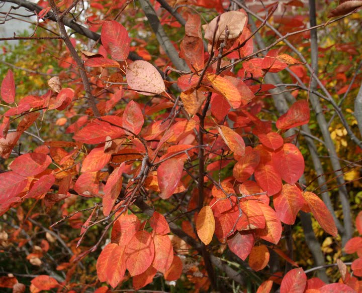 Bloomingwriter: Gardening in Nova Scotia: The Return of the Native...Plant!