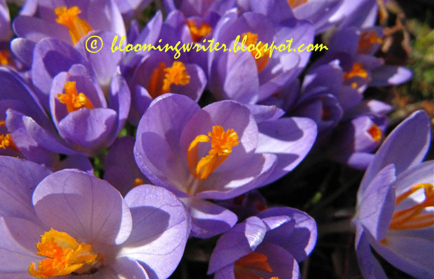 Bloomingwriter Gardening in Nova Scotia A Remedy for NOvember