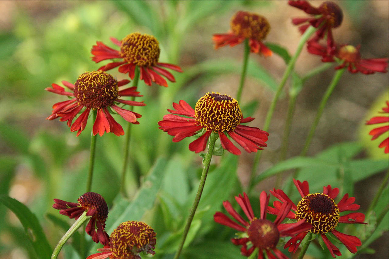 Bloomingwriter: Gardening in Nova Scotia: November 2010