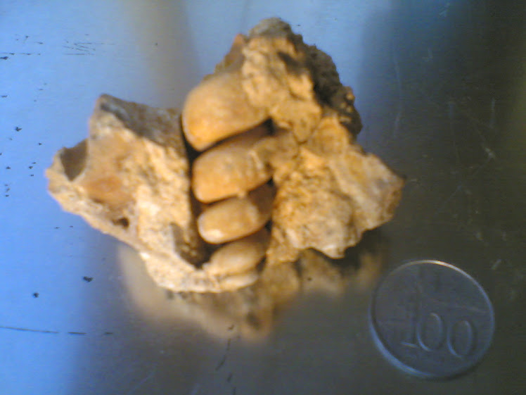 koleksi fosil milik pribadi