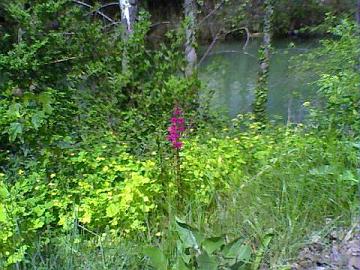 Primavera en la orilla del río