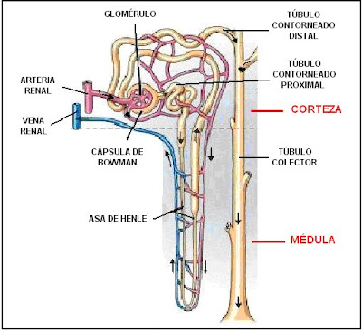 Estructura de un nefrón