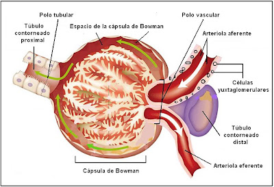 Diagrama de un corpúsculo renal o de Malpighi