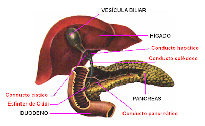 Sistema Digestivo - Fisiología