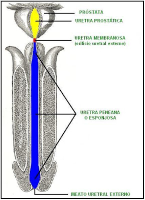 Uretra Masculina Partes – Male Urethra Anatomy – MKSL