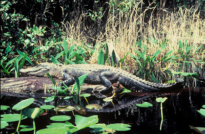Alligator (Alligator mississippiensis)