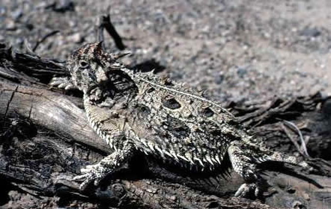 [texas_horned_+lizard_2.jpg]