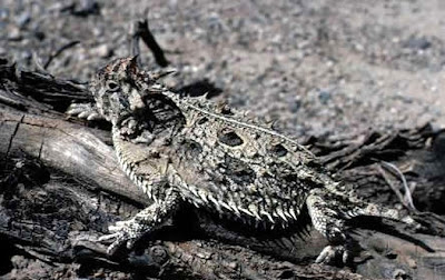 Texas Horned Lizard