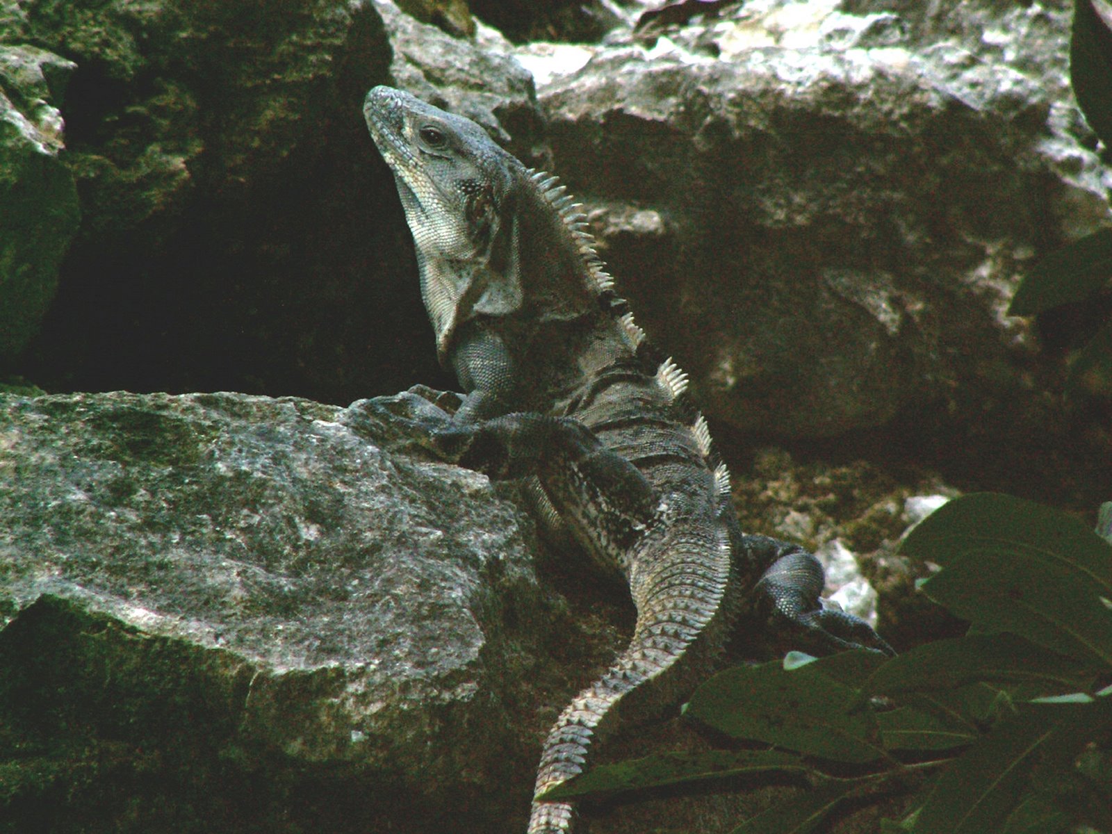 [spinytail_iguana_2.jpg]