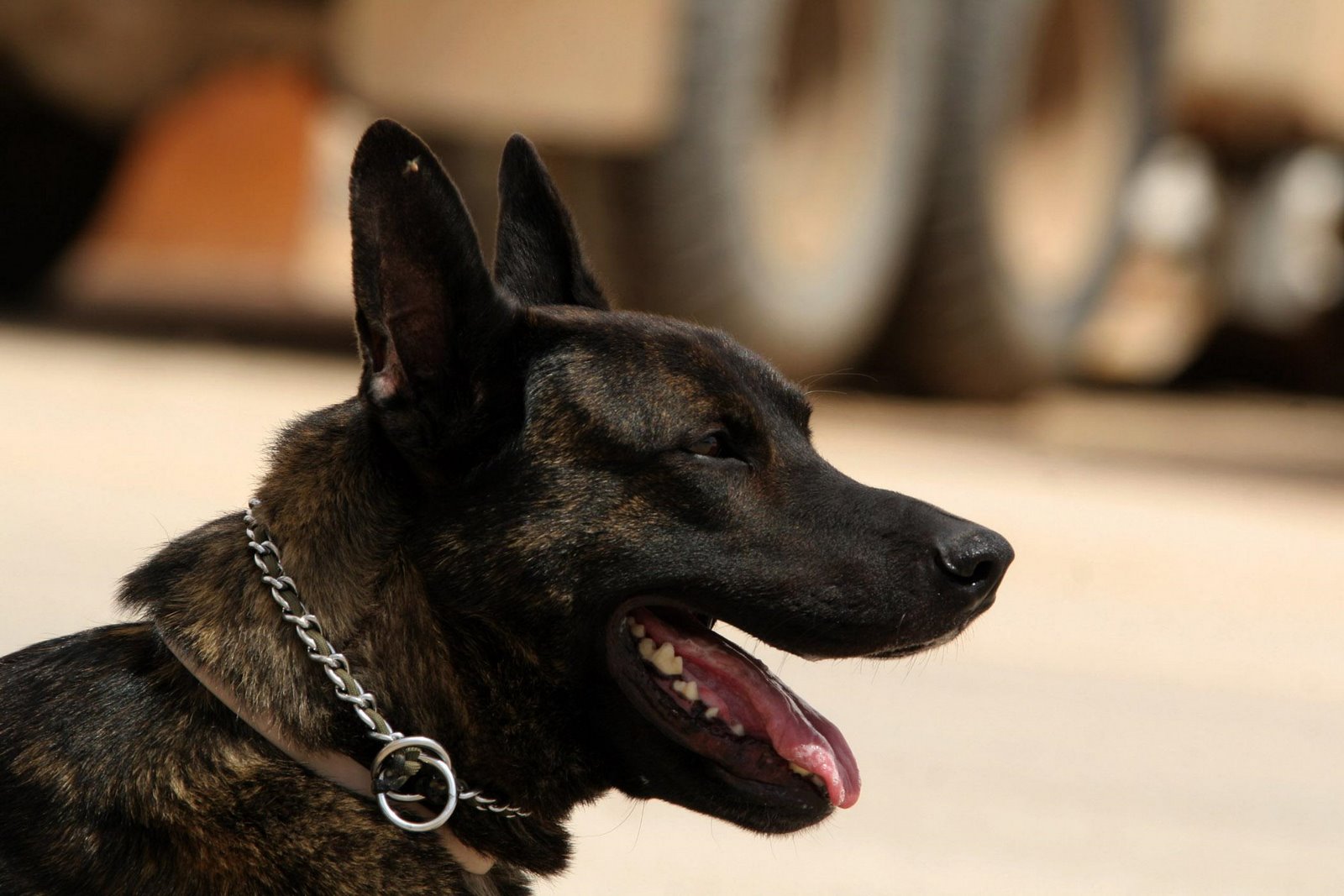 [dogs_cats_puck.jpg]