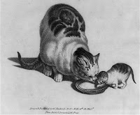 Cat and kitten drinking milk, Credit Line: Library of Congress, Prints & Photographs Division, [reproduction number, LC-USZ62-58439]